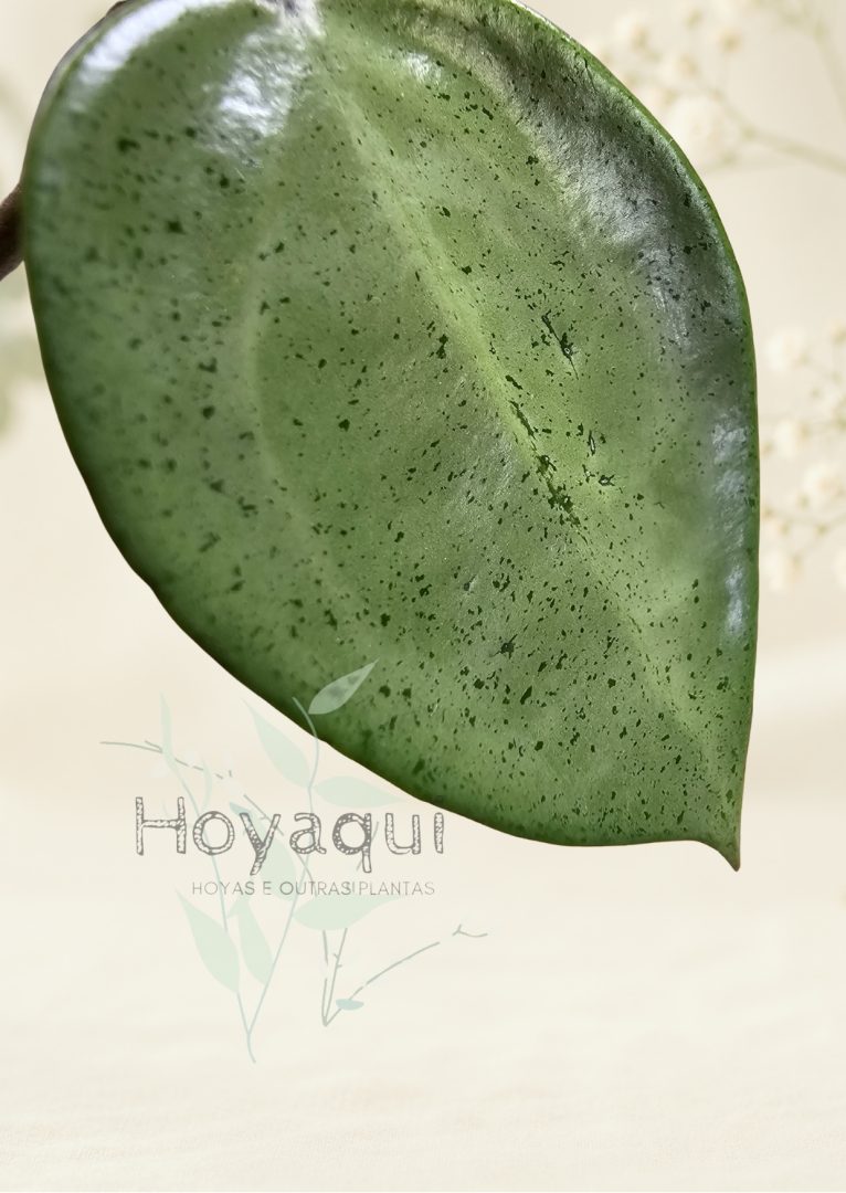 Hoya verticillata 'Silver Heart' Hoya verticillata 'Silver Heart'