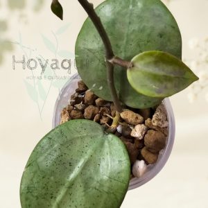 Hoya verticillata 'Silver Heart'