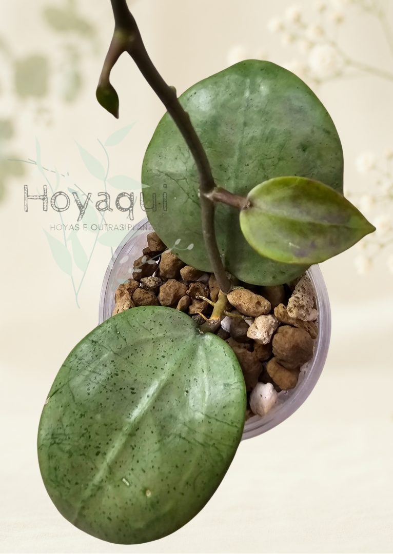Hoya verticillata 'Silver Heart' Hoya verticillata 'Silver Heart'