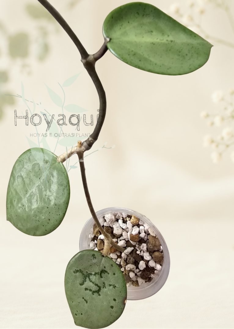 Hoya verticillata 'Silver Heart' Hoya verticillata 'Silver Heart'