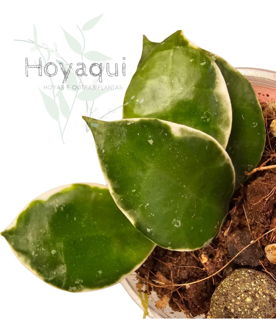 Hoya lacunosa 'Asami'