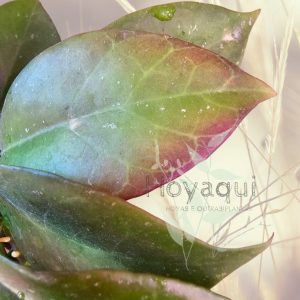 Hoya ‘Sunrise’