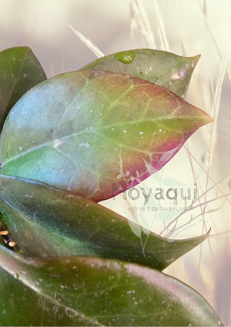Hoya ‘Sunrise’