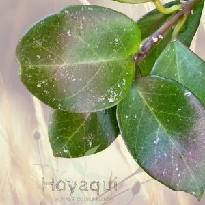 Hoya ‘Sunrise’