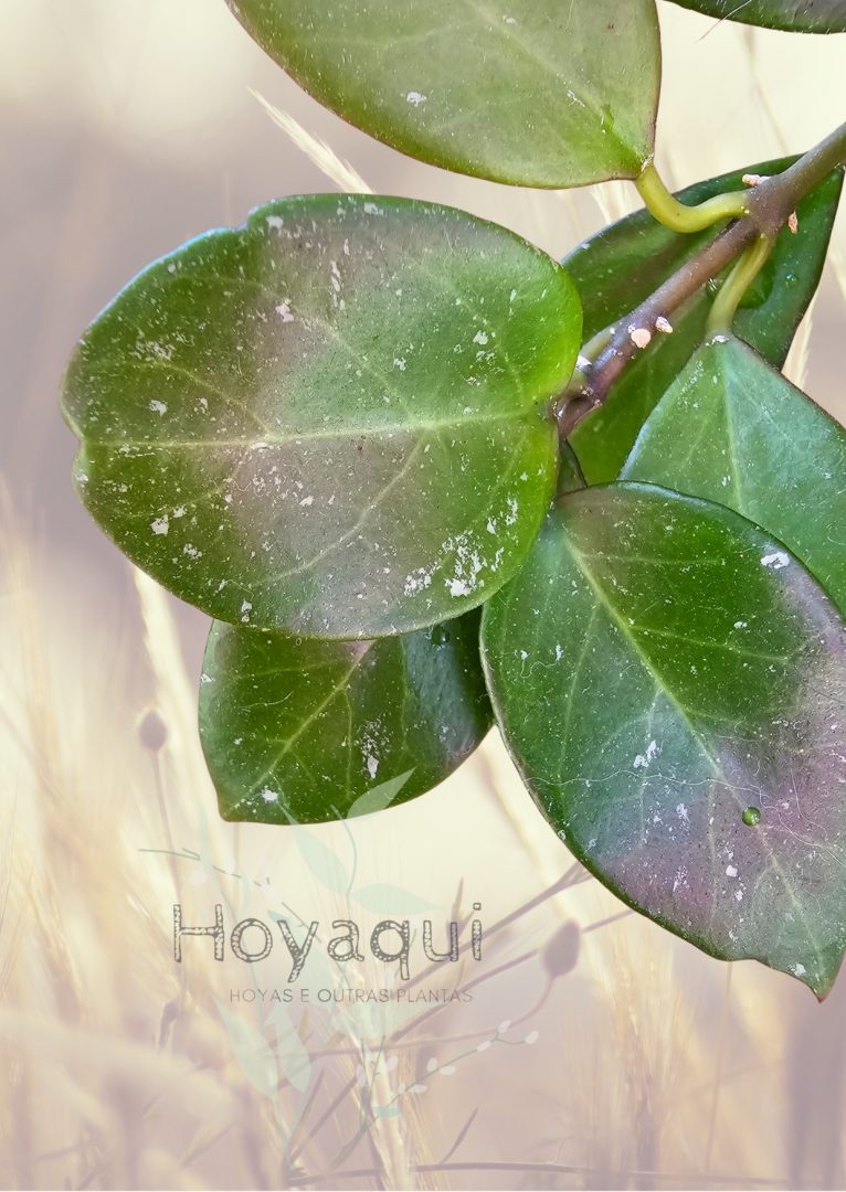 Hoya ‘Sunrise’