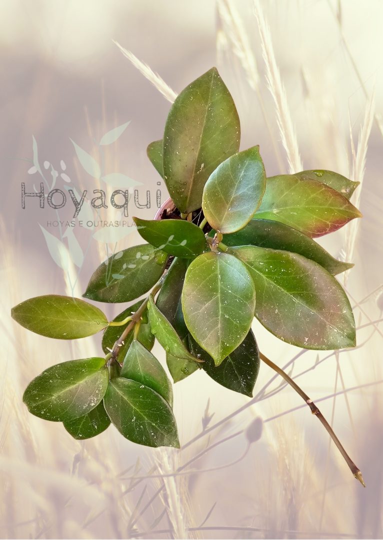Hoya ‘Sunrise’