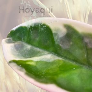 Hoya Suzie Q