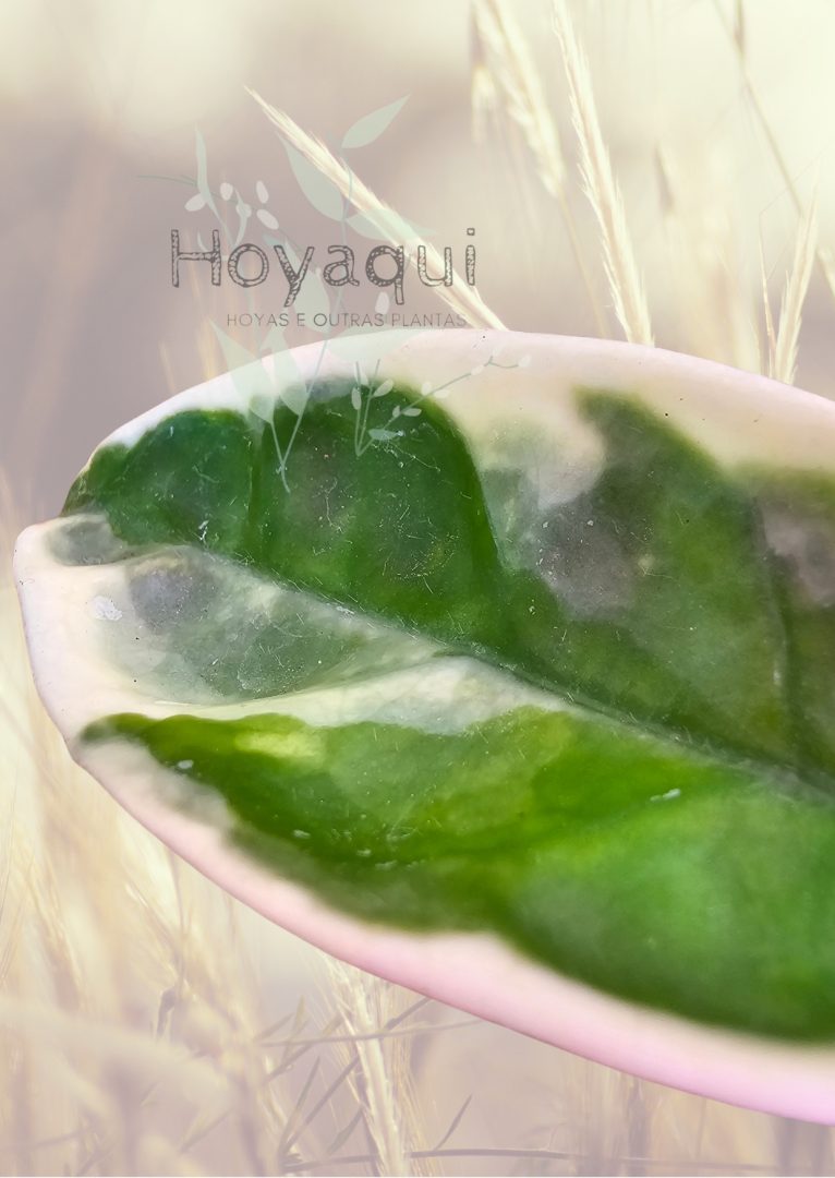 Hoya Suzie Q
