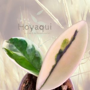 Hoya Suzie Q