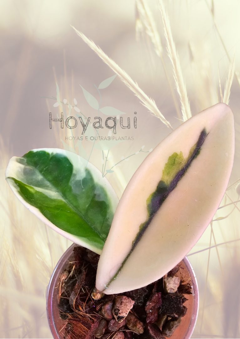 Hoya Suzie Q