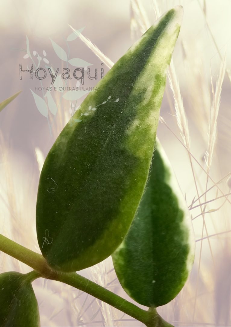 Hoya bella ‘Anneke Buis’ (outer variegated)