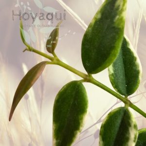 Hoya bella ‘Anneke Buis’ (outer variegated)
