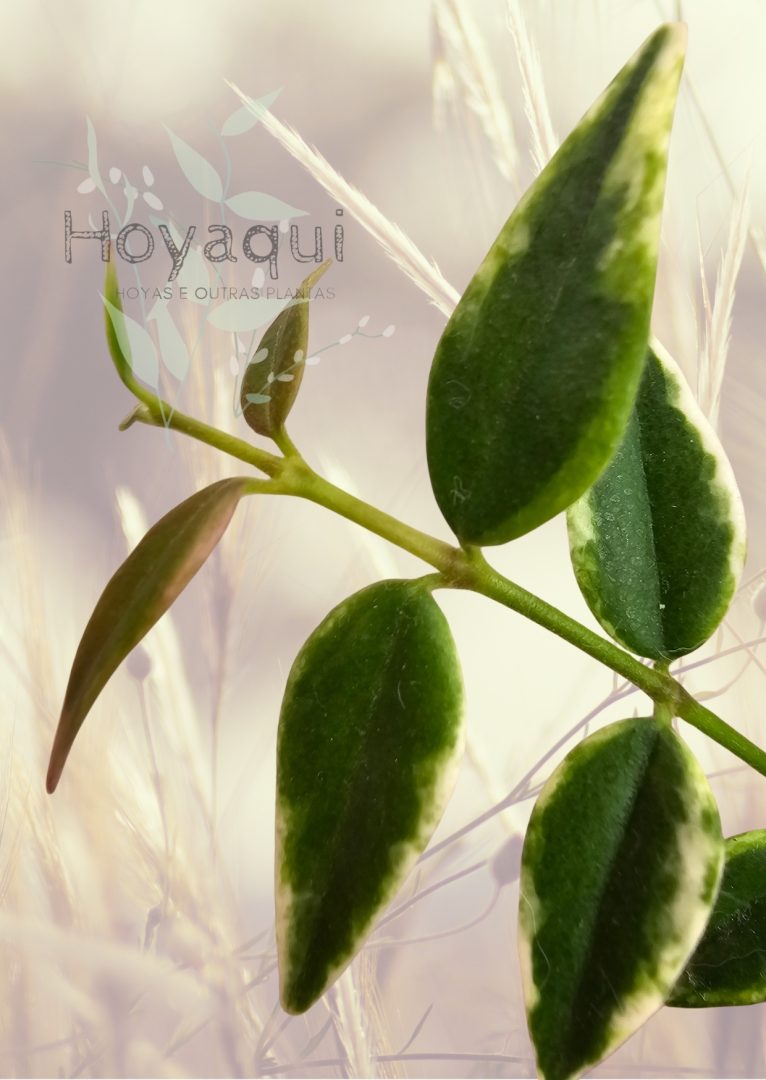Hoya bella ‘Anneke Buis’ (outer variegated)
