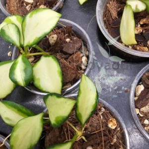 Hoya heuschkeliana (inner variegated)