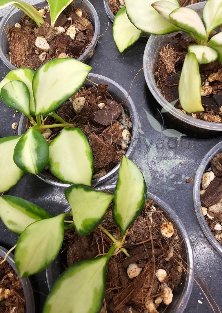 Hoya heuschkeliana (inner variegated)