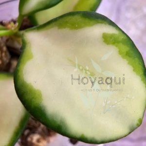 Hoya heuschkeliana (inner variegated)