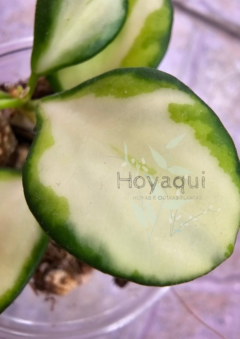 Hoya heuschkeliana (inner variegated)
