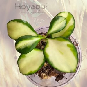 Hoya heuschkeliana (inner variegated)