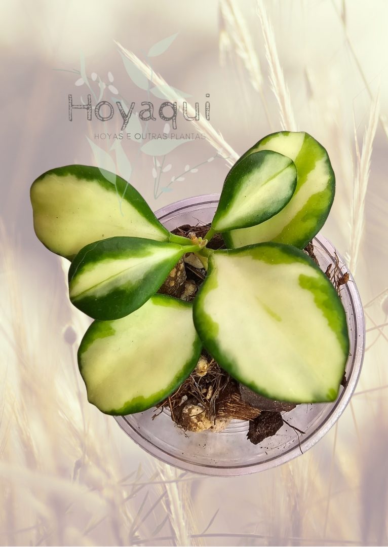 Hoya heuschkeliana (inner variegated)