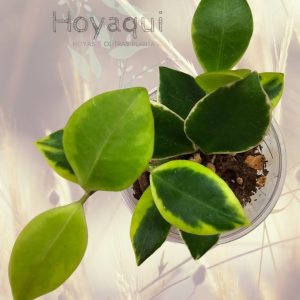 Hoya heuschkeliana (outer variegated)