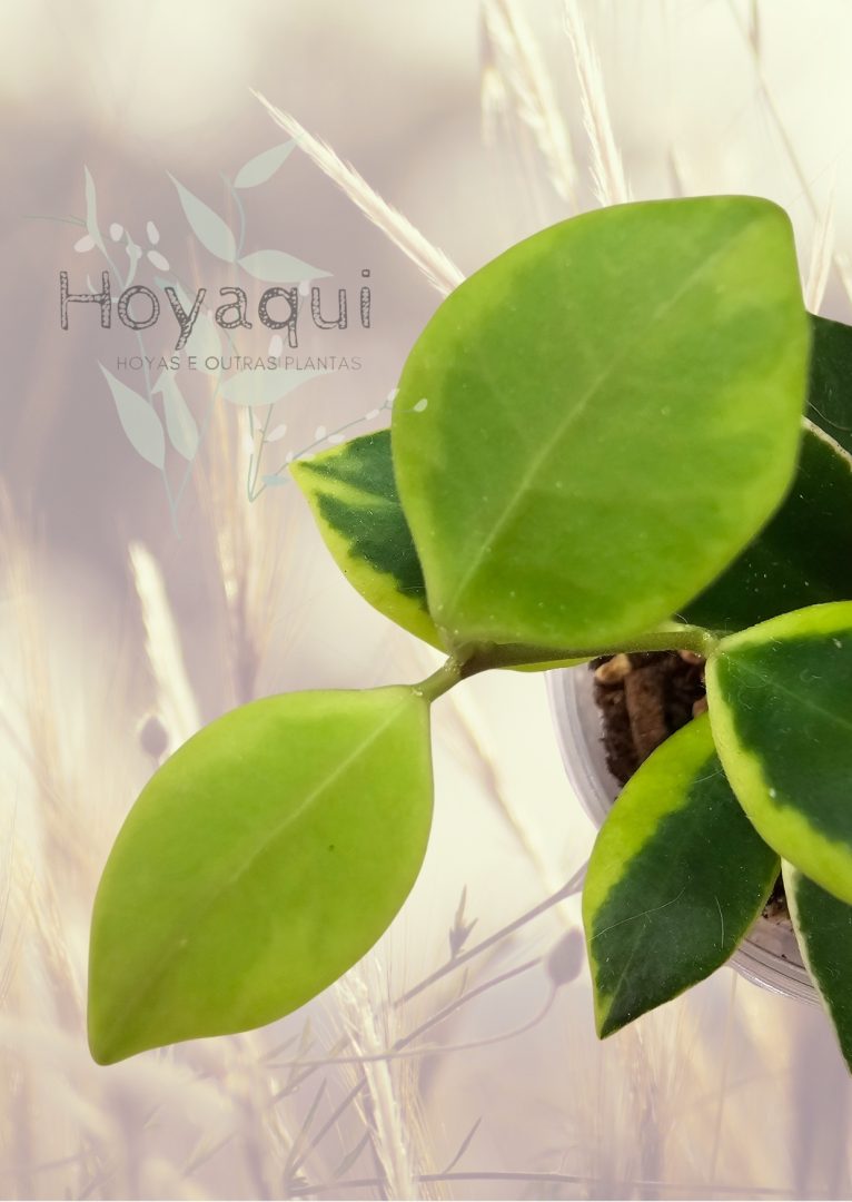 Hoya heuschkeliana (outer variegated)