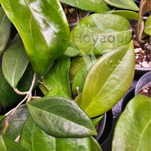 Hoya sp. UT-033