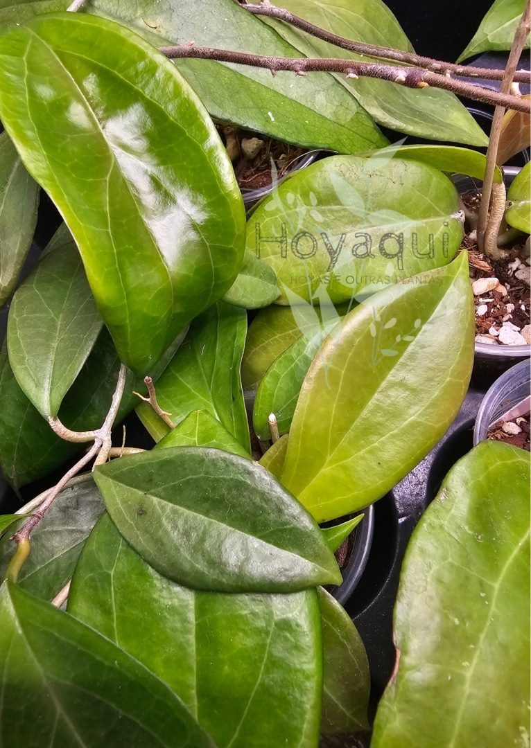 Hoya sp. UT-033