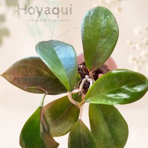 Hoya sp. UT-033