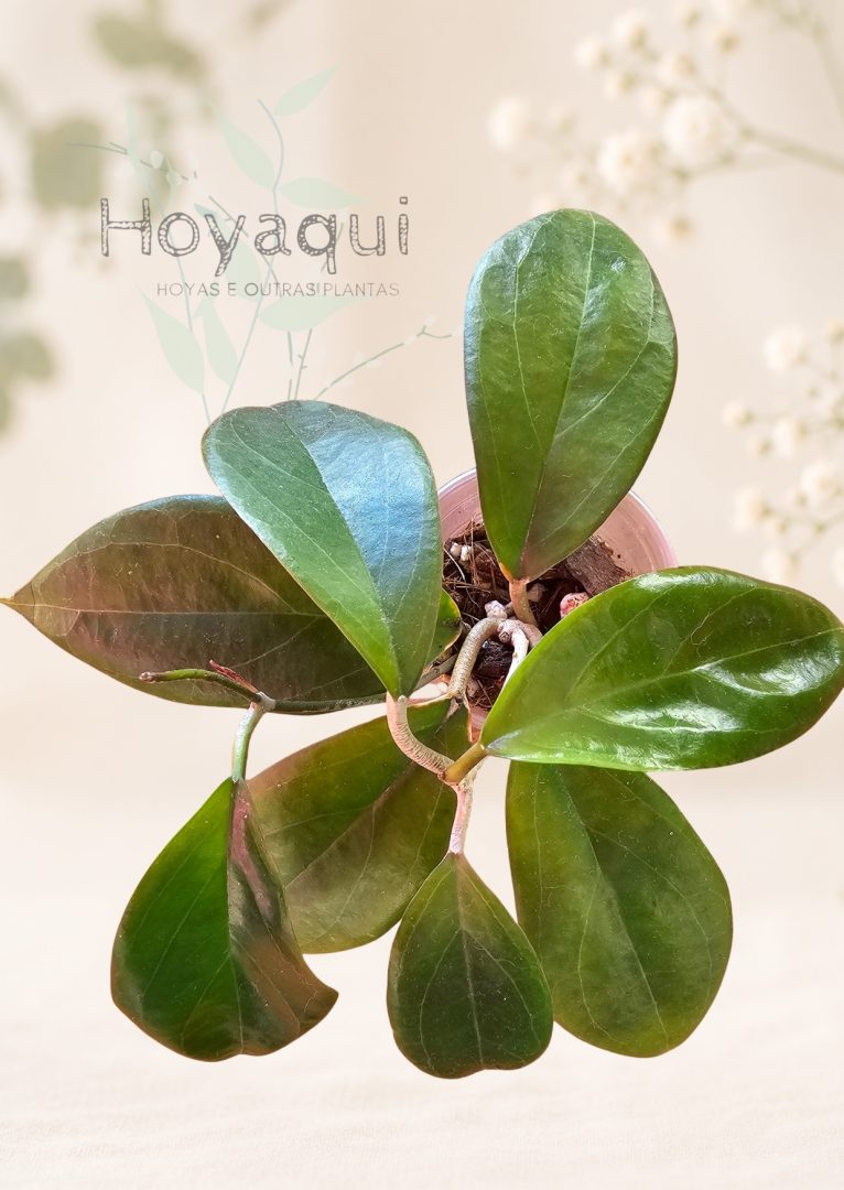 Hoya sp. UT-033