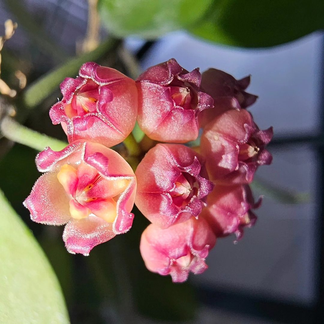 Hoya heuschkeliana inner variegated
