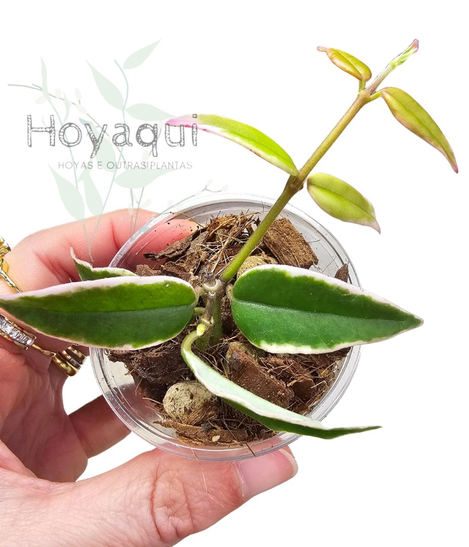Hoya bella ‘Aneke Buis’