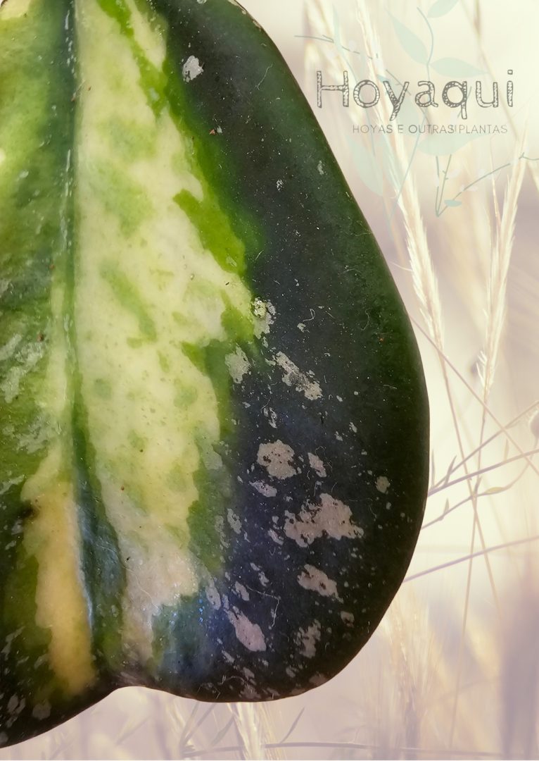 Hoya obovata (inner variegata) SPLASH