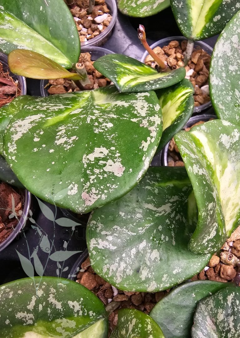 Hoya obovata (inner variegata) SPLASH