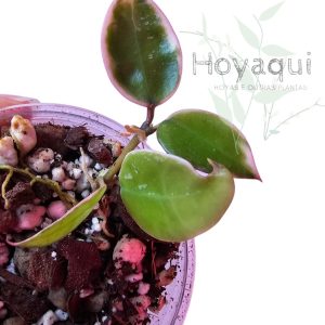Hoya lacunosa ‘Asami’