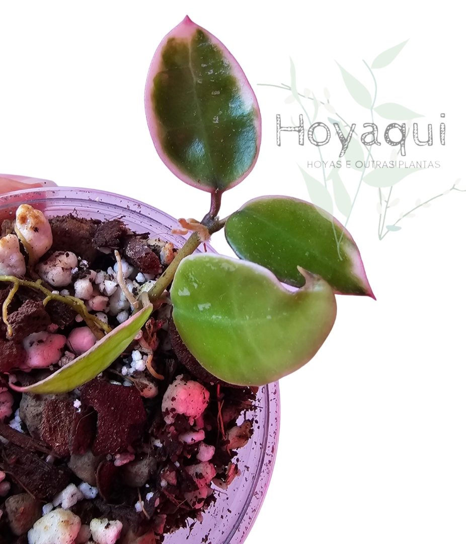 Hoya lacunosa ‘Asami’