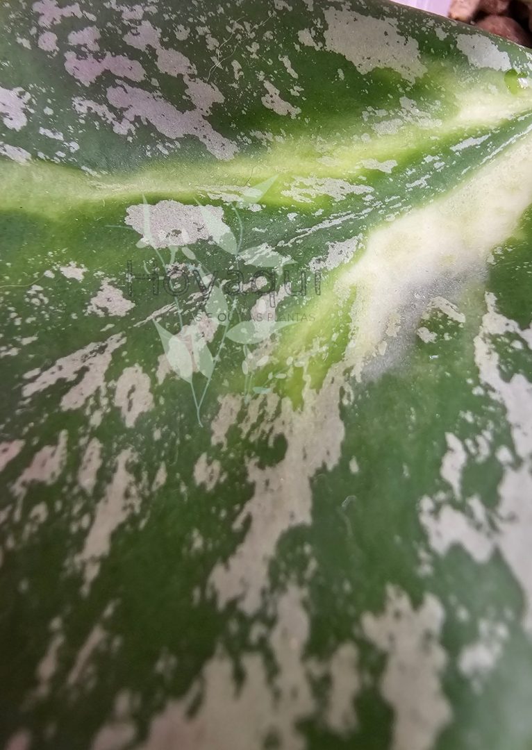 Hoya obovata (inner variegata) SPLASH