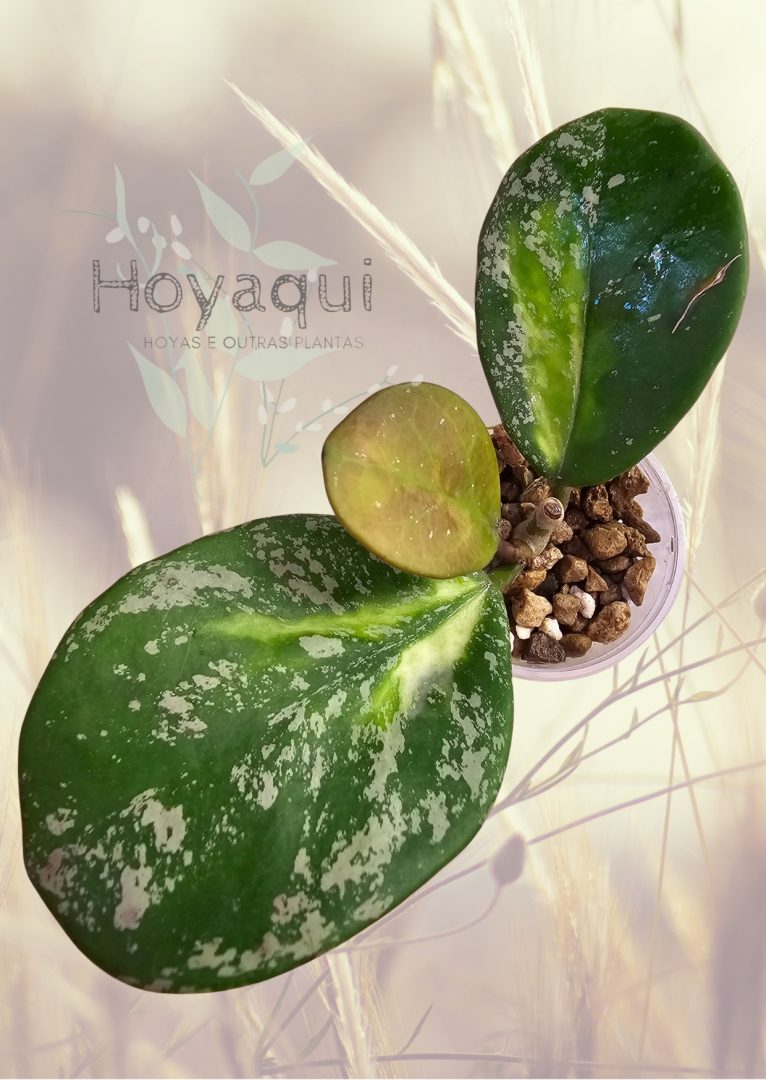 Hoya obovata (inner variegata) SPLASH