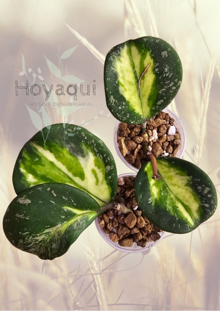 Hoya obovata (inner variegata) SPLASH