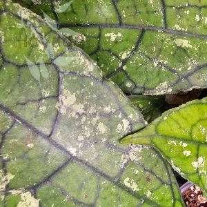 Hoya clemensiorum (SPLASH leaves)