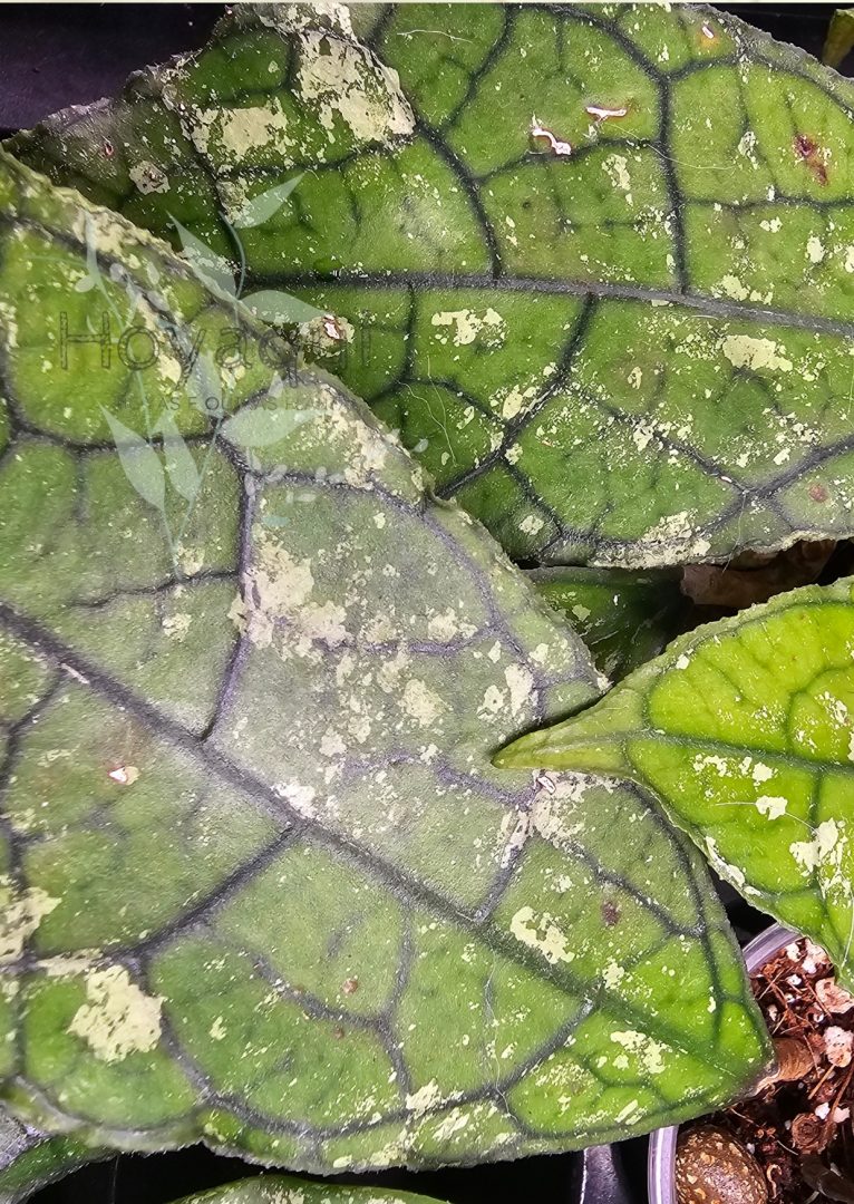 Hoya clemensiorum (SPLASH leaves) Hoya clemensiorum (SPLASH leaves)