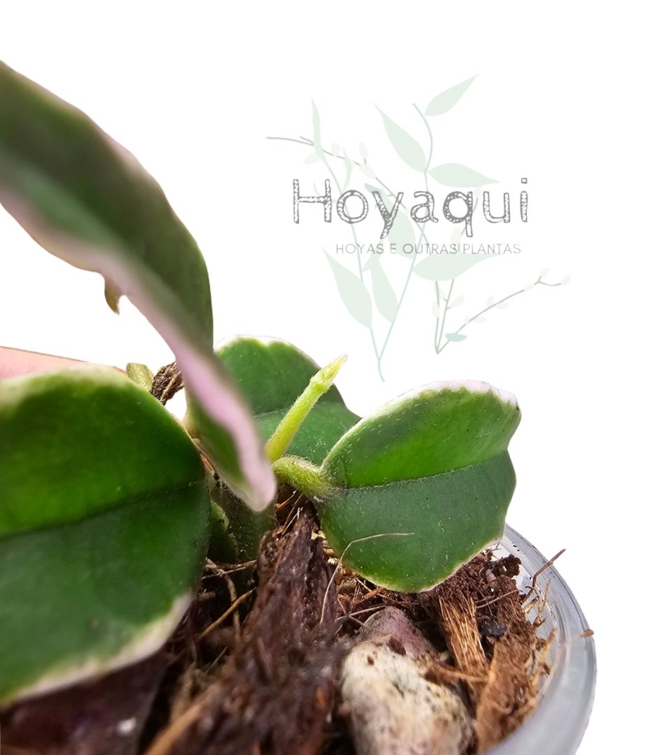 Hoya bella ‘Aneke Buis’