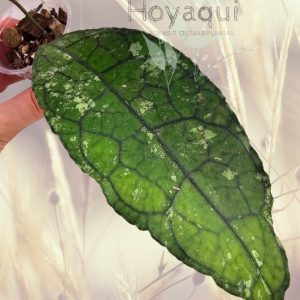 Hoya clemensiorum (SPLASH leaves)