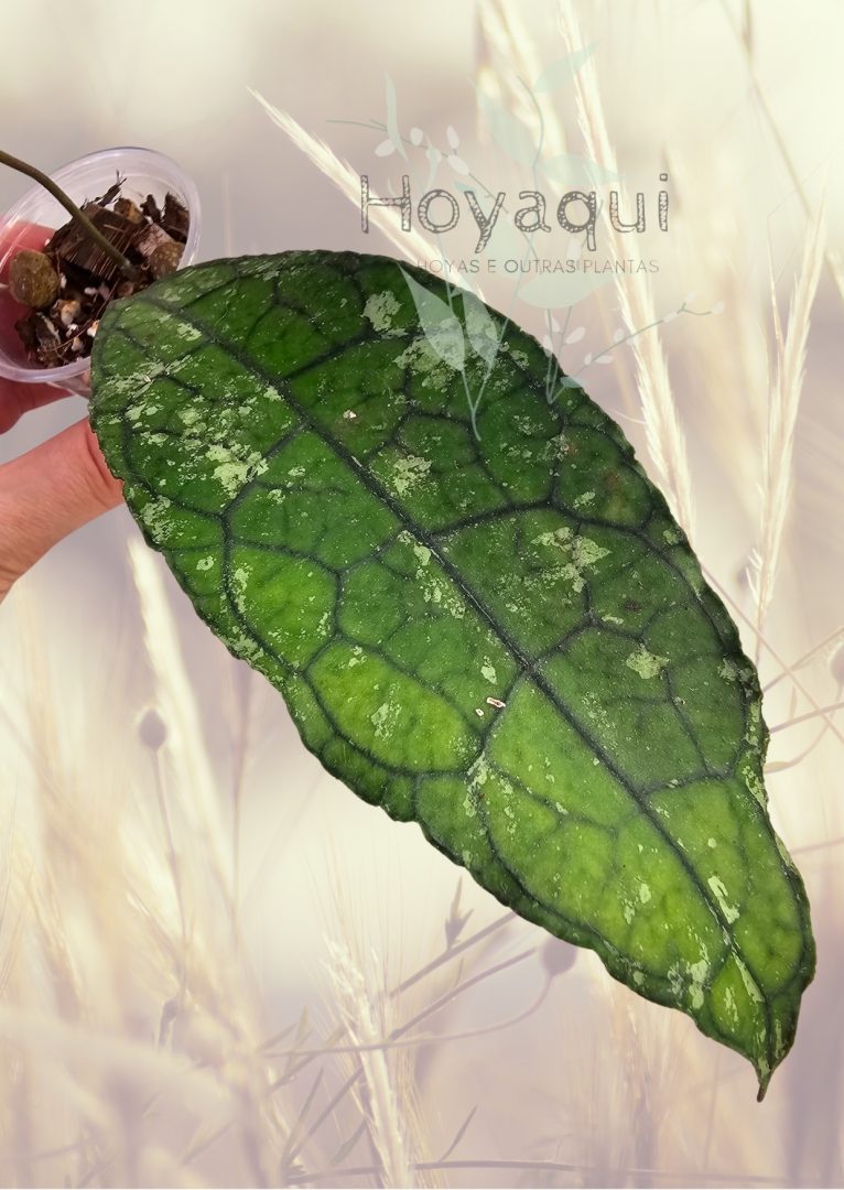 Hoya clemensiorum (SPLASH leaves) Hoya clemensiorum (SPLASH leaves)