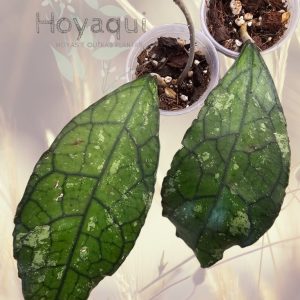 Hoya clemensiorum (SPLASH leaves)
