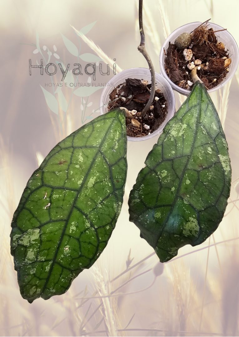 Hoya clemensiorum (SPLASH leaves) Hoya clemensiorum (SPLASH leaves)