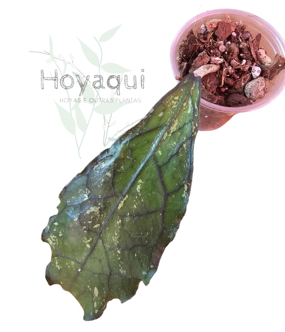 Hoya clemensiorum splash