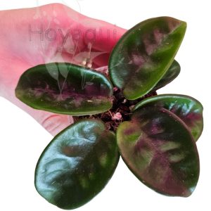 Hoya carnosa 'Krinkle 8'