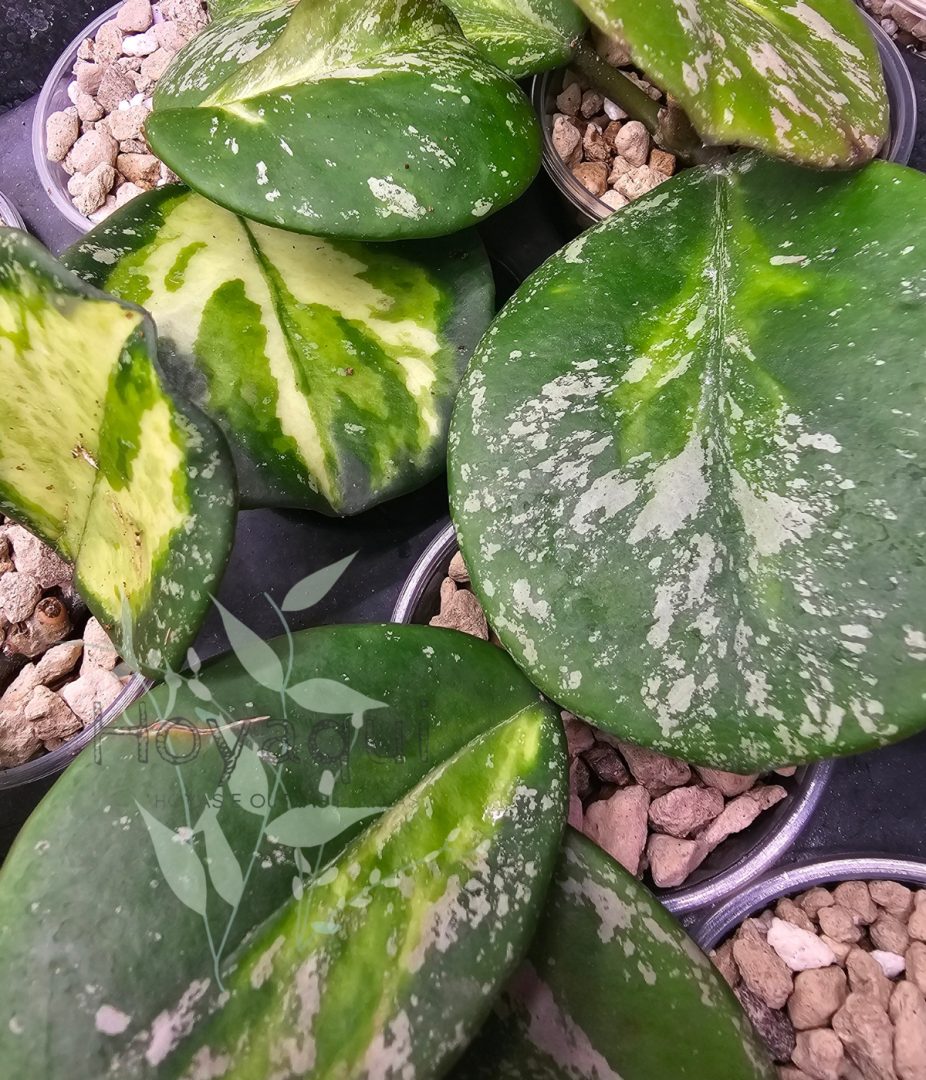 Hoya obovata (inner variegata) SPLASH