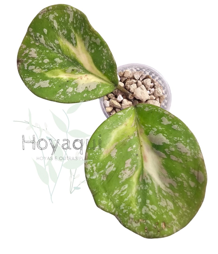 Hoya obovata (inner variegata) SPLASH