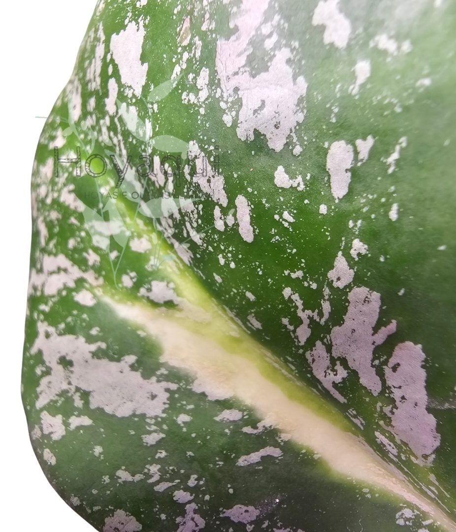 Hoya obovata (inner variegata) SPLASH